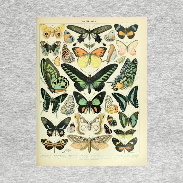 Adolphe Millot Arthropodes Insects papillons Chart Illustration Butterflies by CONCEPTDVS